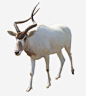 白色牛畜生动物牛角高清素材 动物 牛角 畜生 白色 免抠png 设计图片 免费下载