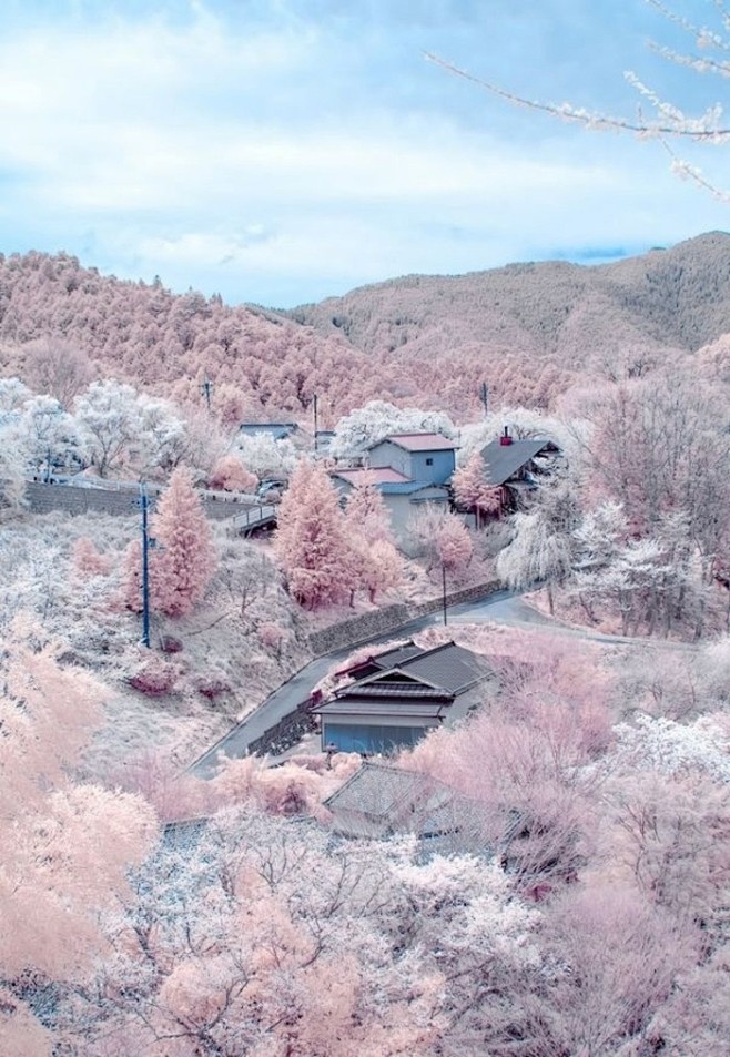 日本,奈良吉野，被30,000棵樱花树覆...
