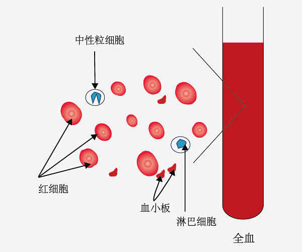 血液组成示意图免抠素材免费下载_觅元素5...