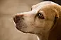 Close up of a brown mixed dog's face