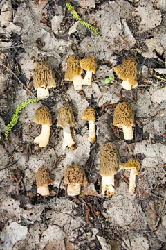 羊肚菌,叶子,成一排,清新,垂直画幅,食品,图像,组物体,食用菌,春天