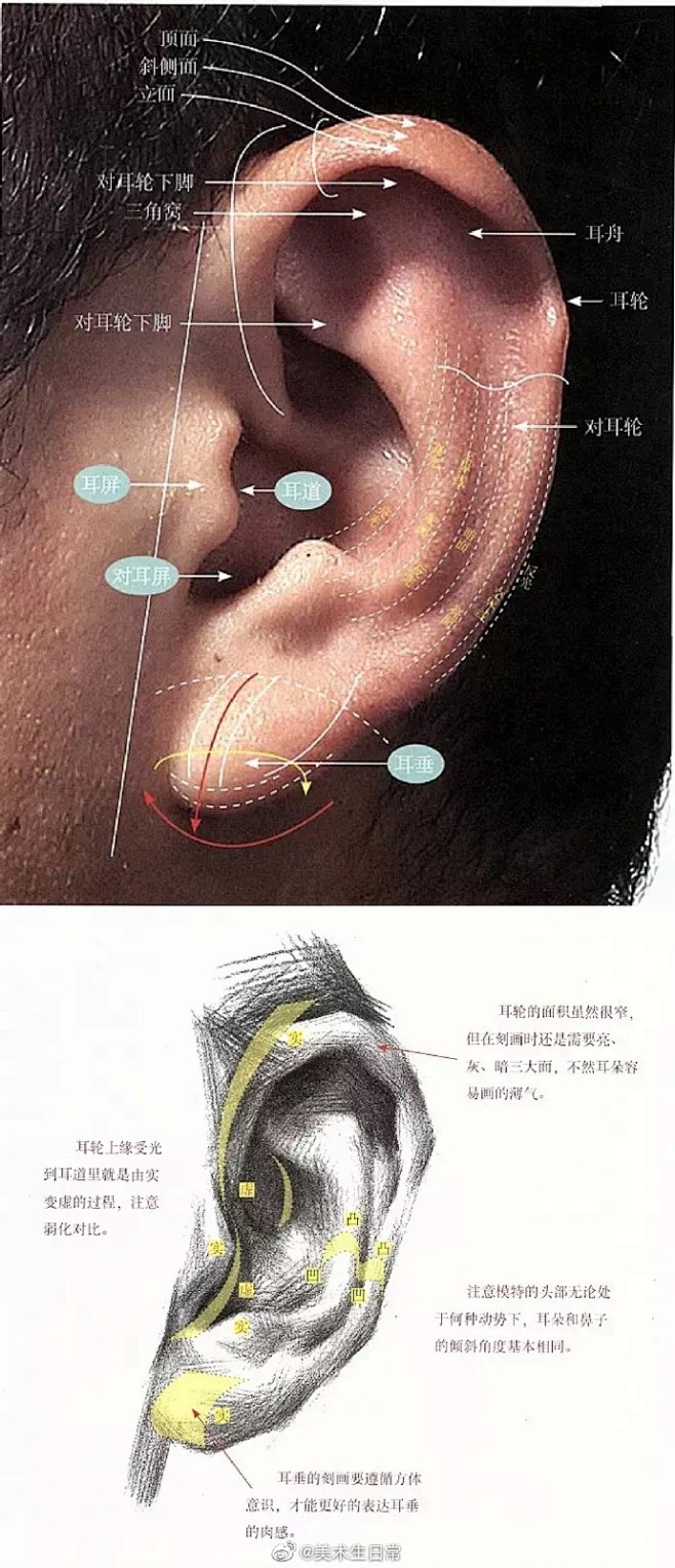 干货 | 素描头像五官刻画解析 需转