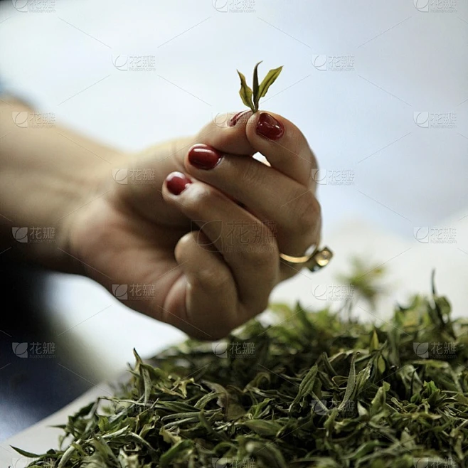 呈献茶叶素材-花瓣网