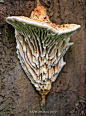 Daedalea quercina (oak mazegill fungus) : Scientific classification:  Kingdom: Fungi Division: Basidiomycota Class: Basidiomycetes Order: Polyporales Family: Fomitopsidaceae Genus: Daedalea Species: D. quercina   