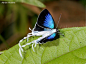 绿带翠凤蝶（Papilio maackii）