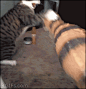 _分享-GIF _T20181016 #率叶插件 - 让花瓣网更好用# _萌宠采下来 #率叶插件，让花瓣网更好用#