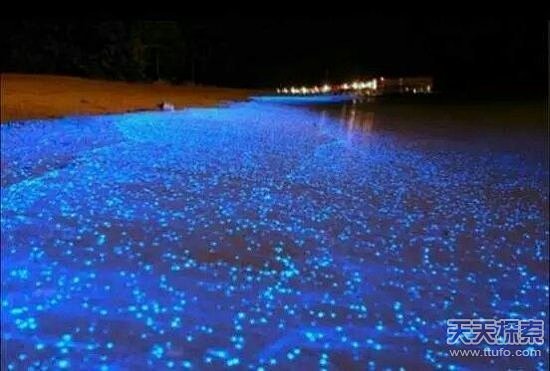 荧光海滩是由海水中的发光微生物被冲在沙滩...