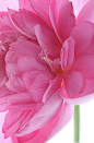 Lotus Flower - Lotus_Petals, IMG_8913-1000 | Flickr - Photo Sharing!