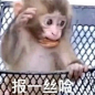马喽表情包 发不完根本发不完