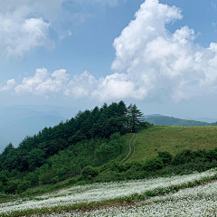 信息统合思念体采集到绿树成荫