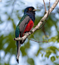 苏鲁美洲咬鹃 Trogon surrucura 咬鹃目 咬鹃科 美洲咬鹃属 雄性
Surucua Trogon | Surucua Trogon, Trogon surrucura