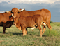 cattle: 2 thousand results found in Yandex Images