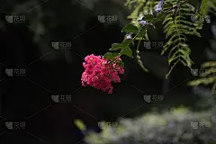 紫薇花。