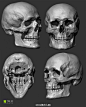 #绘画参考#头部骨骼结构参考（图3、4是360度旋转的GIF动图，不动戳大）