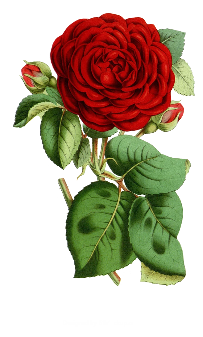 美丽的原始植物花插图