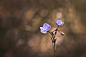 Canon EOS 550D
100mm/ƒ/2.8/1/640s/ISO 100