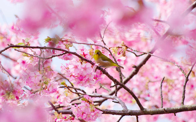 樱花花海