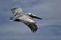 pelican by Jens Bernard on 500px