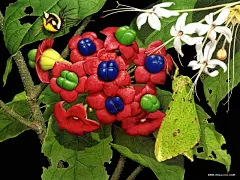 绘画动物壁纸 五彩斑斓的生命 艳丽手绘桌面 花卉与昆虫 Art Paintings of Flowers Insects壁纸 绘画动物壁纸五彩斑斓的生命壁纸 绘画动物壁纸五彩斑斓的生命图片 绘画动物壁纸五彩斑斓的生命素材 绘画壁纸 绘画图库 绘画图片素材桌面壁纸