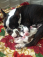 Sweet little family! | Boston Love! | Pinterest