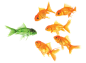 金鱼PNG