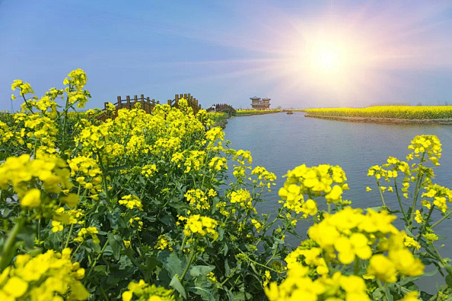 千垛油菜花图片素材idvcg21gic18758691