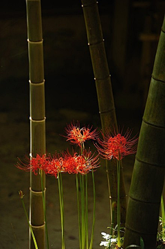 芳香盈路采集到驻足 留恋