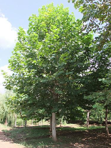 法国梧桐/二球悬铃木