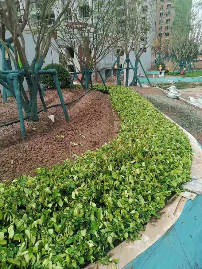 地被栽植工艺