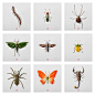 Japanese artist Raku Inoue creates insect sculptures with twigs, leaves, and flowers :  