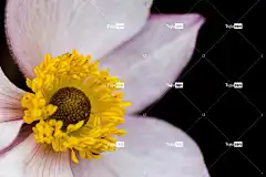 海葵 花 雌蕊 花瓣 花卉背景 开花 花壁纸 美丽的花朵 植物群