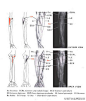 #素材帖#手臂肌肉骨络参考，不会画手臂的同学可以参考