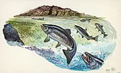 三文鱼 插画_360图片