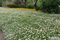 白晶菊_百度图片搜索