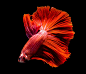 美丽的彩色金鱼高清图片(图片ID：92193)-高清动物图片-素材中国16素材网