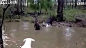 视频: 袋鼠想要淹死狗
