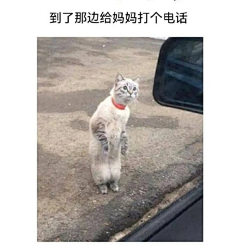 槌豆豆·采集到猫狗小动物