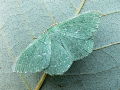 夏天小棉袄采集到生物