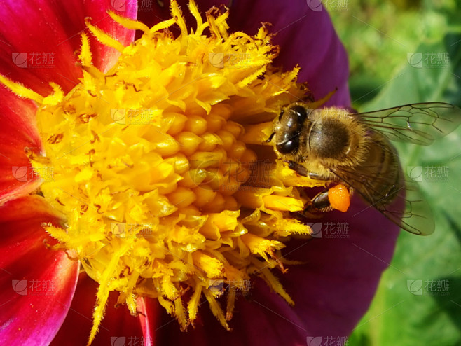 雄蕊,仅一朵花,蜜蜂,水平画幅,橙色,无...