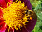 雄蕊,仅一朵花,蜜蜂,水平画幅,橙色,无人,户外,翅膀,特写,侧面视角