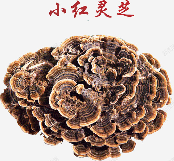 卡通灵芝矢量图图标 免费下载 页面网页 ...