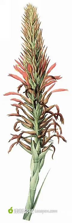 外国大师手绘经典鲜花插画