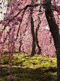 Spring | Yoshi Shimamura