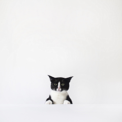 EcrjR76E采集到猫