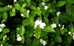 故爱采集到花