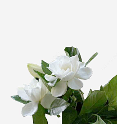 jiaxuansjx采集到植物