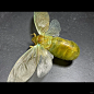 澳洲桑氏囊蝉，被戏称为“膀胱炸弹”蝉