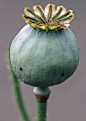 Poppy Pod: 