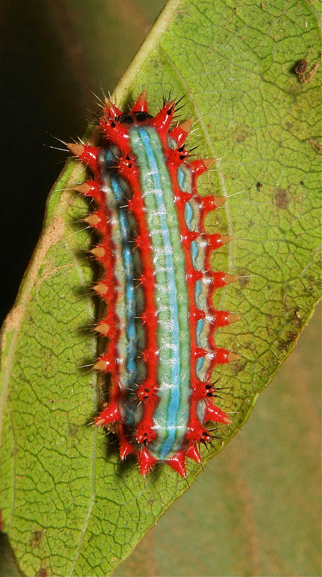 昆虫_摄影Stinging Nettle...