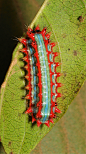 昆虫_摄影Stinging Nettle Slug Caterpillar (Cup Moth